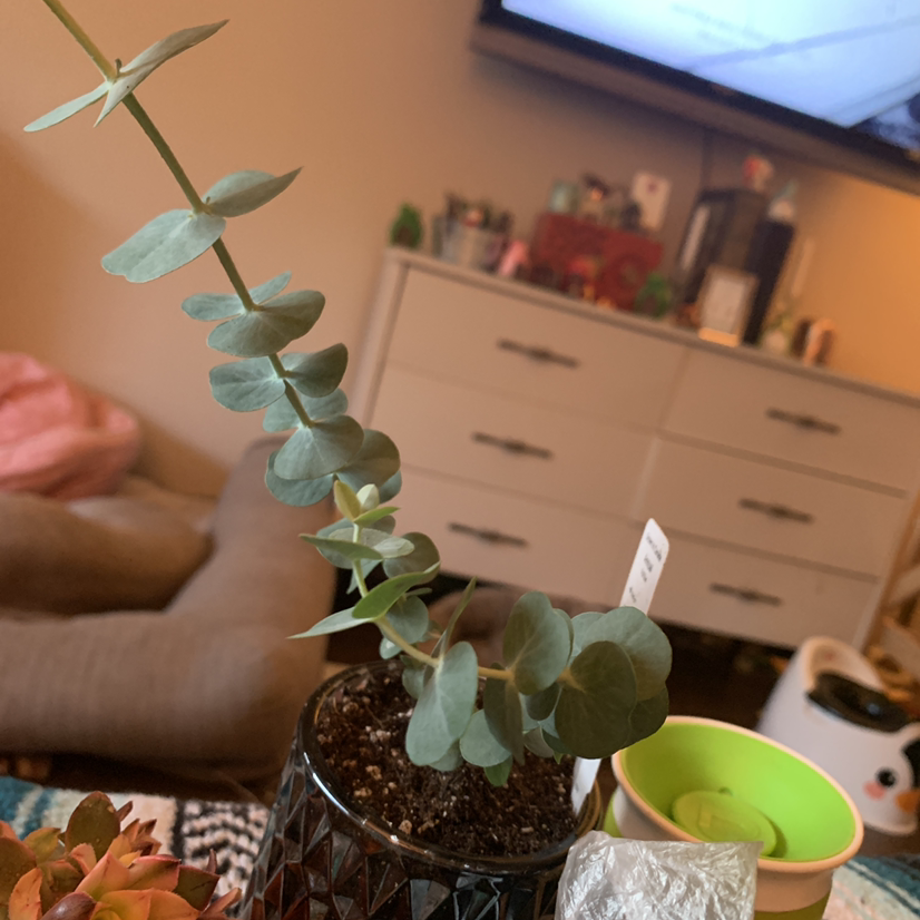 A hand holds up a healthy potted silver dollar eucalyptus plant with round, silvery-blue leaves in a living room setting.