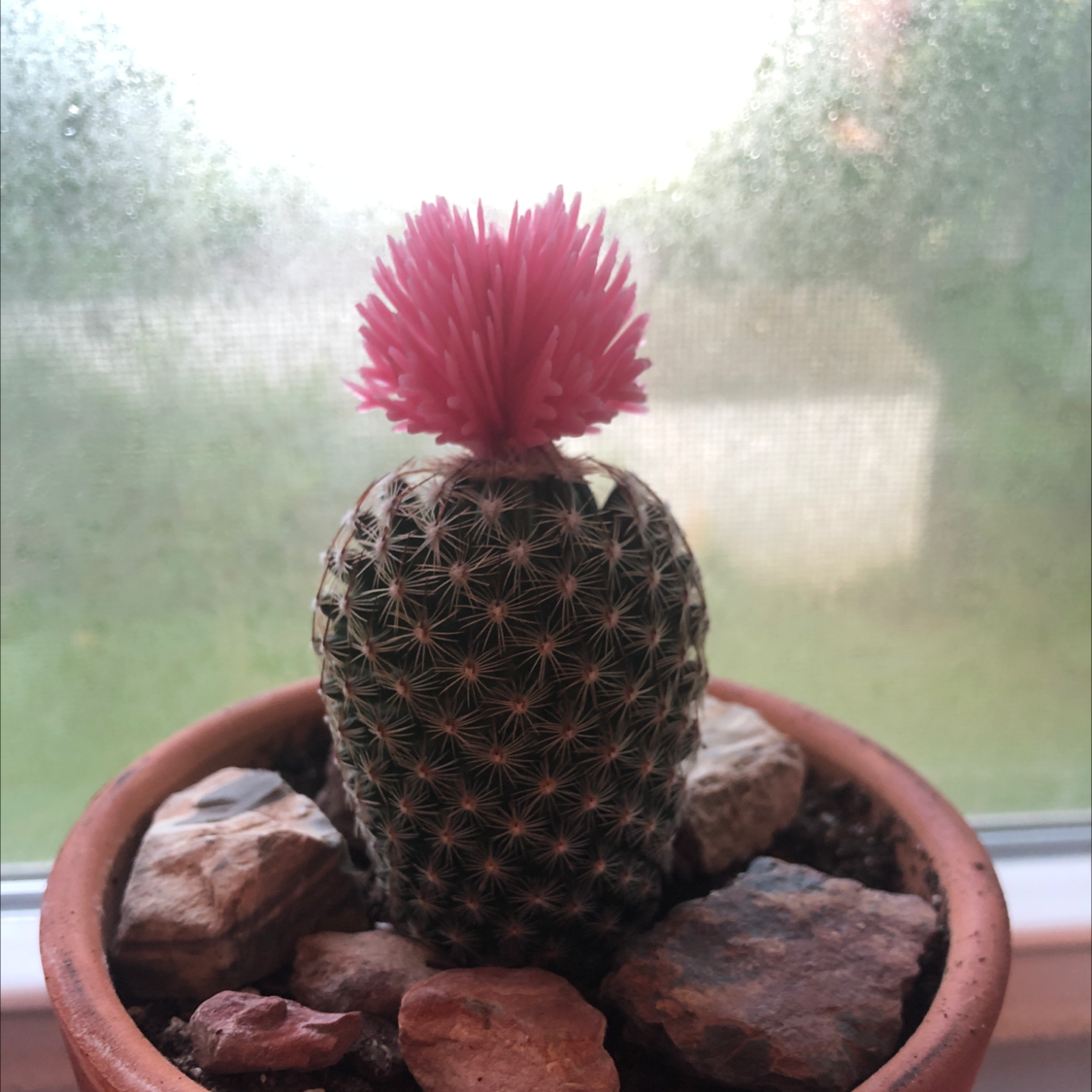 Photo of the plant species Arizona Rainbow Cactus by @dangolease named Gobi on Greg, the plant care app