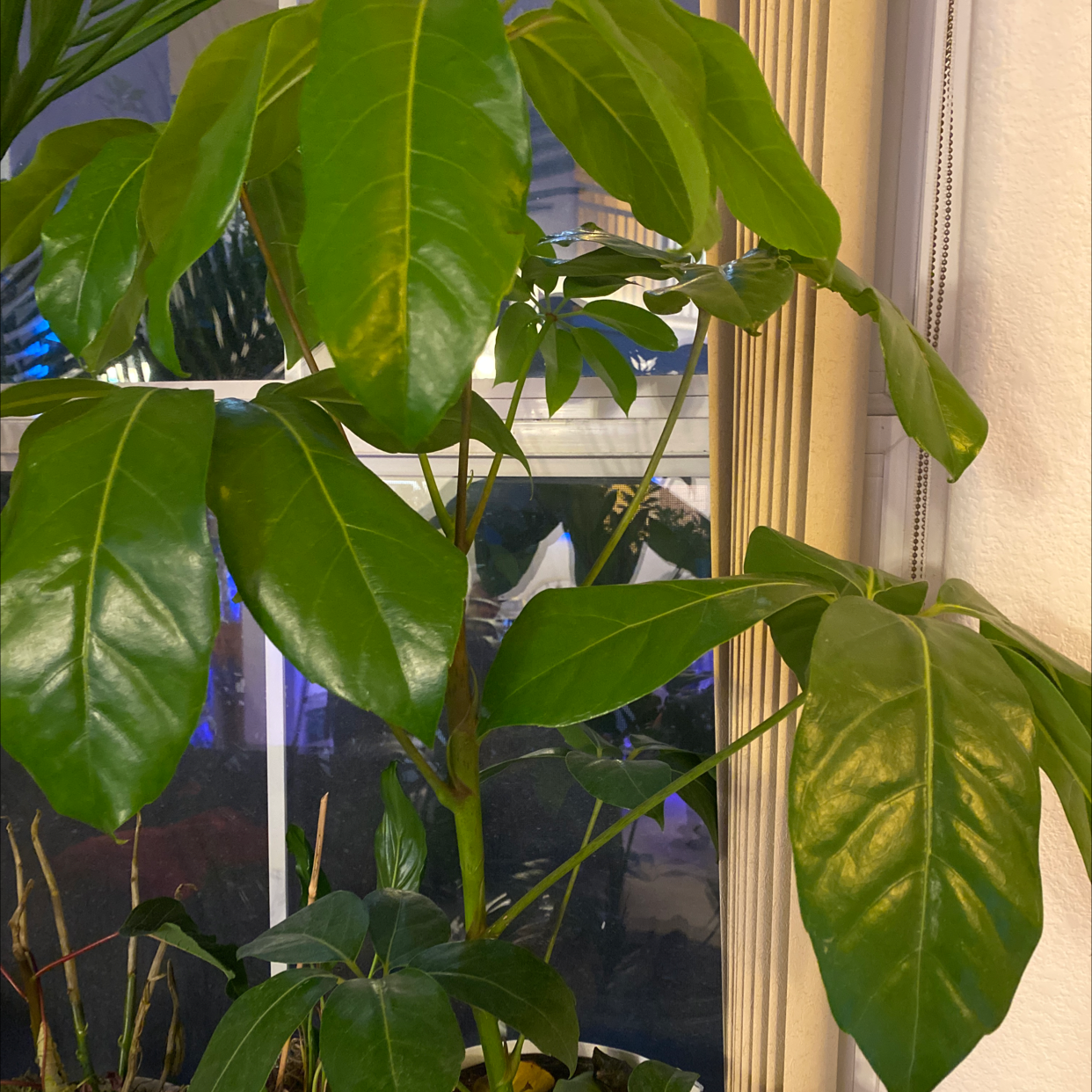 Healthy, mature Umbrella Tree houseplant with glossy green palmate leaves, potted indoors near a window with sheer curtains.