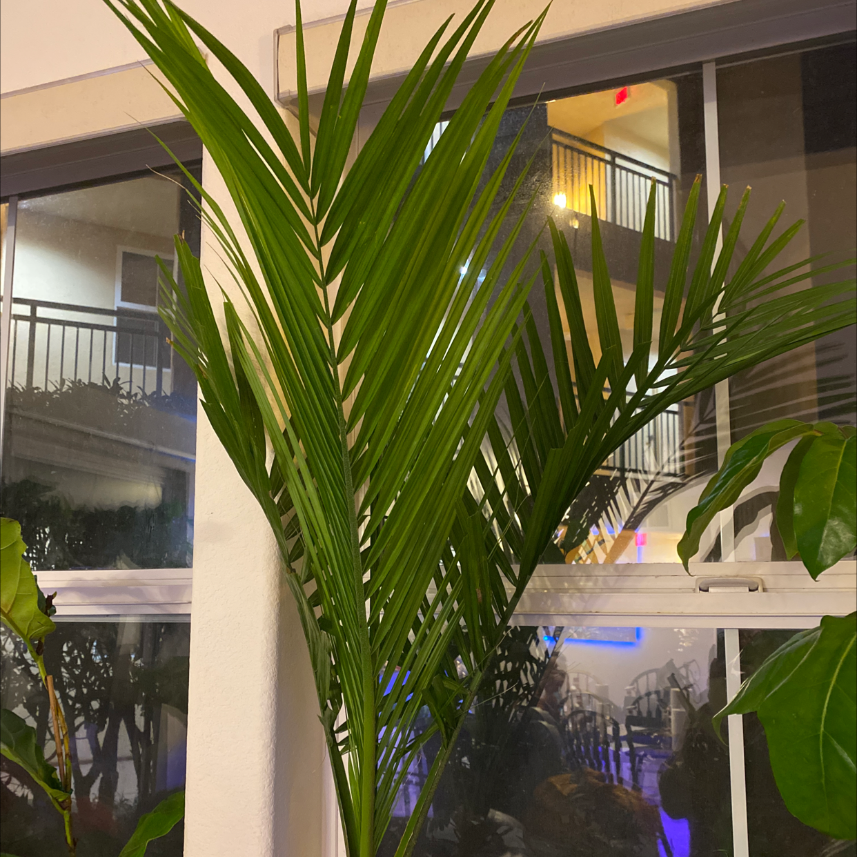 Large healthy Majesty Palm in a living room with tall green fronds, no discoloration or disease visible.