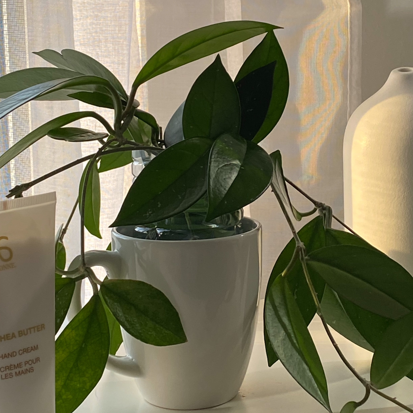 Photo of the plant species Waxplant by @Annabelleaub named Waxplant ✨ on Greg, the plant care app