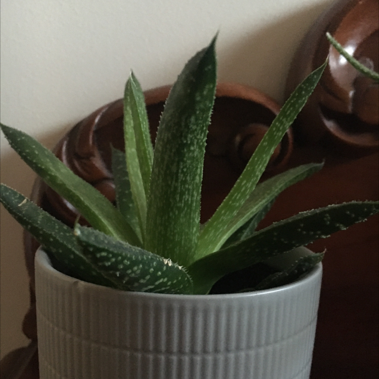 Aloe vera plant photo by Nic named Hulk on Greg, the plant care app.