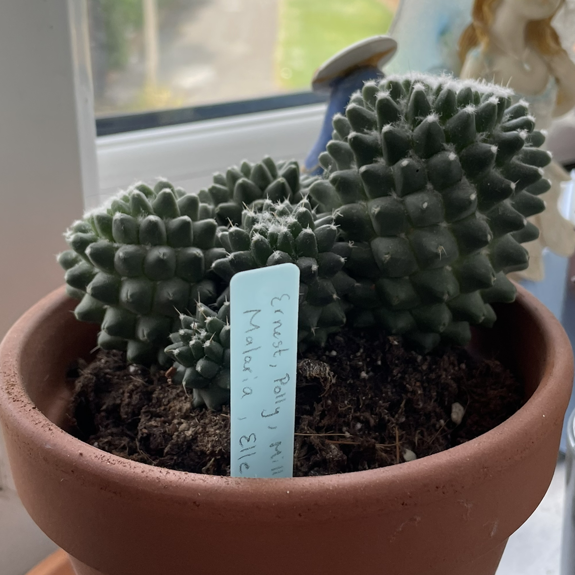 Potted Mammillaria Polythele cactus with visible soil, well-framed and in focus.