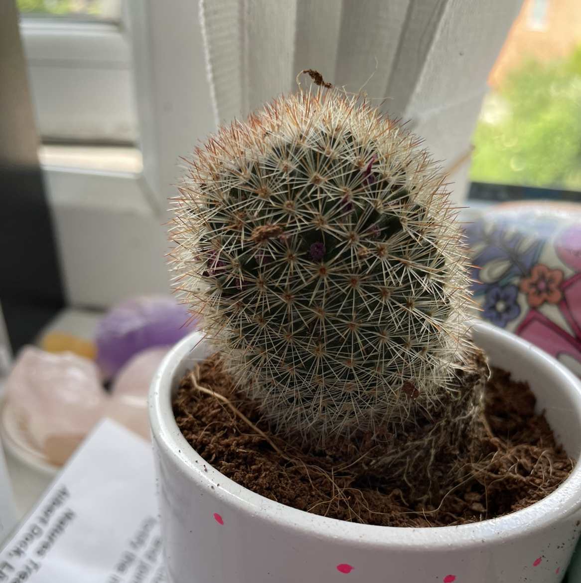 Hooked Cactus in a white pot with visible soil, well-framed and in focus.
