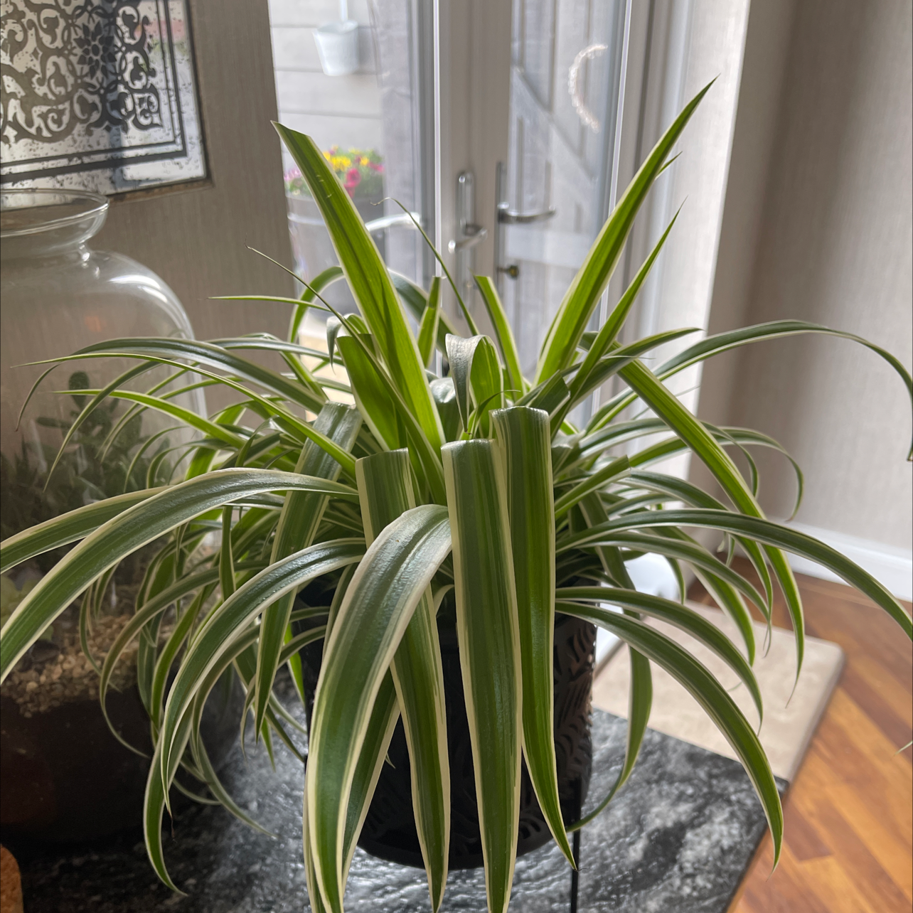 Spider Plant plant photo by Maxines i phone xr named Mini bessie on Greg, the plant care app.