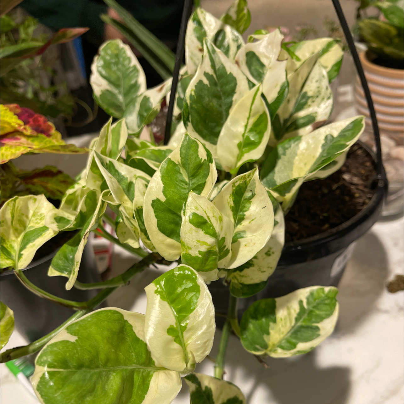 Healthy potted dieffenbachia plant with green and white variegated leaves arranged in a rosette pattern.