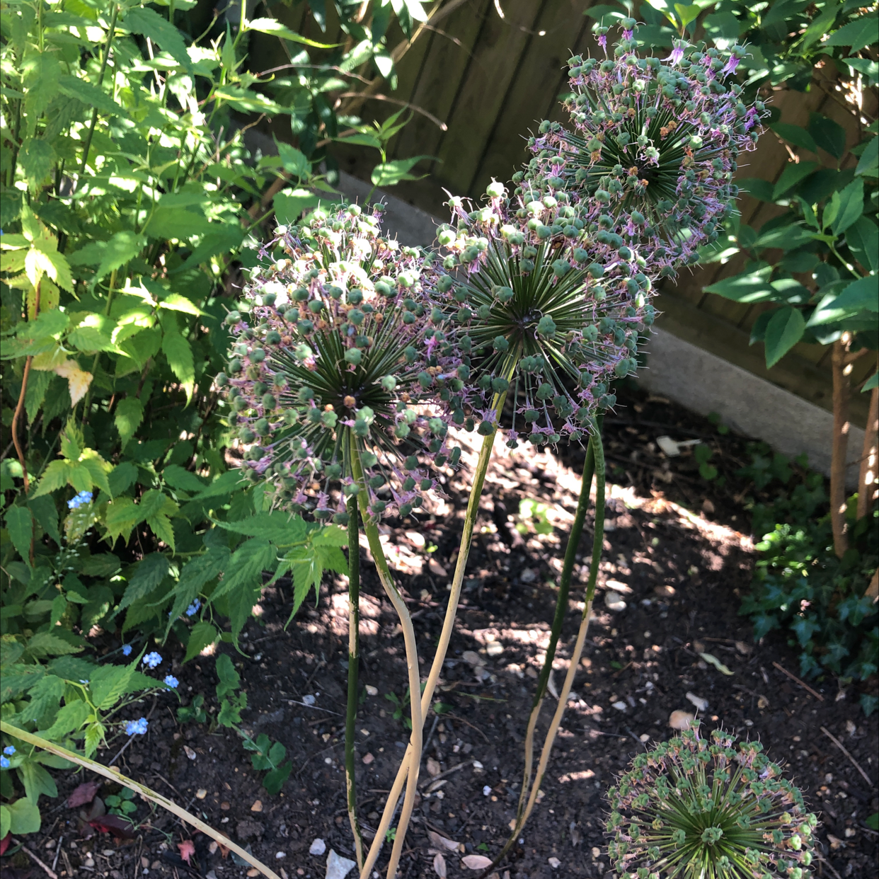 Elephant Garlic plant with tall stems and spherical flower clusters in a garden setting.