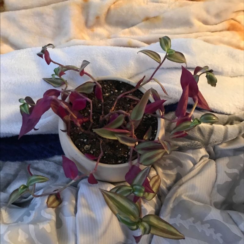 Healthy potted Tradescantia zebrina plant with vibrant green and purple striped leaves, growing in white ceramic pot on gray fabric.
