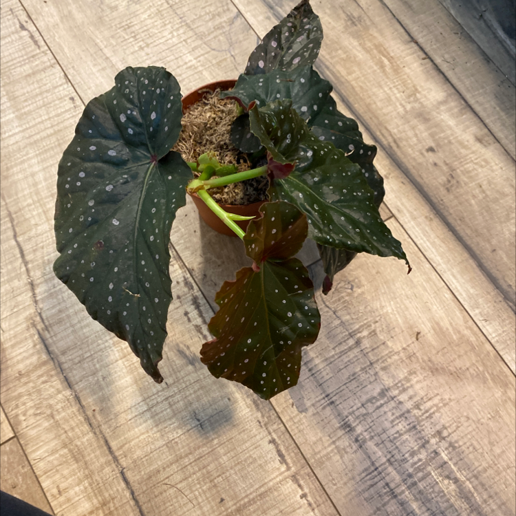 Polka Dot Begonia plant in a small pot with some wilting leaves and characteristic white spots.