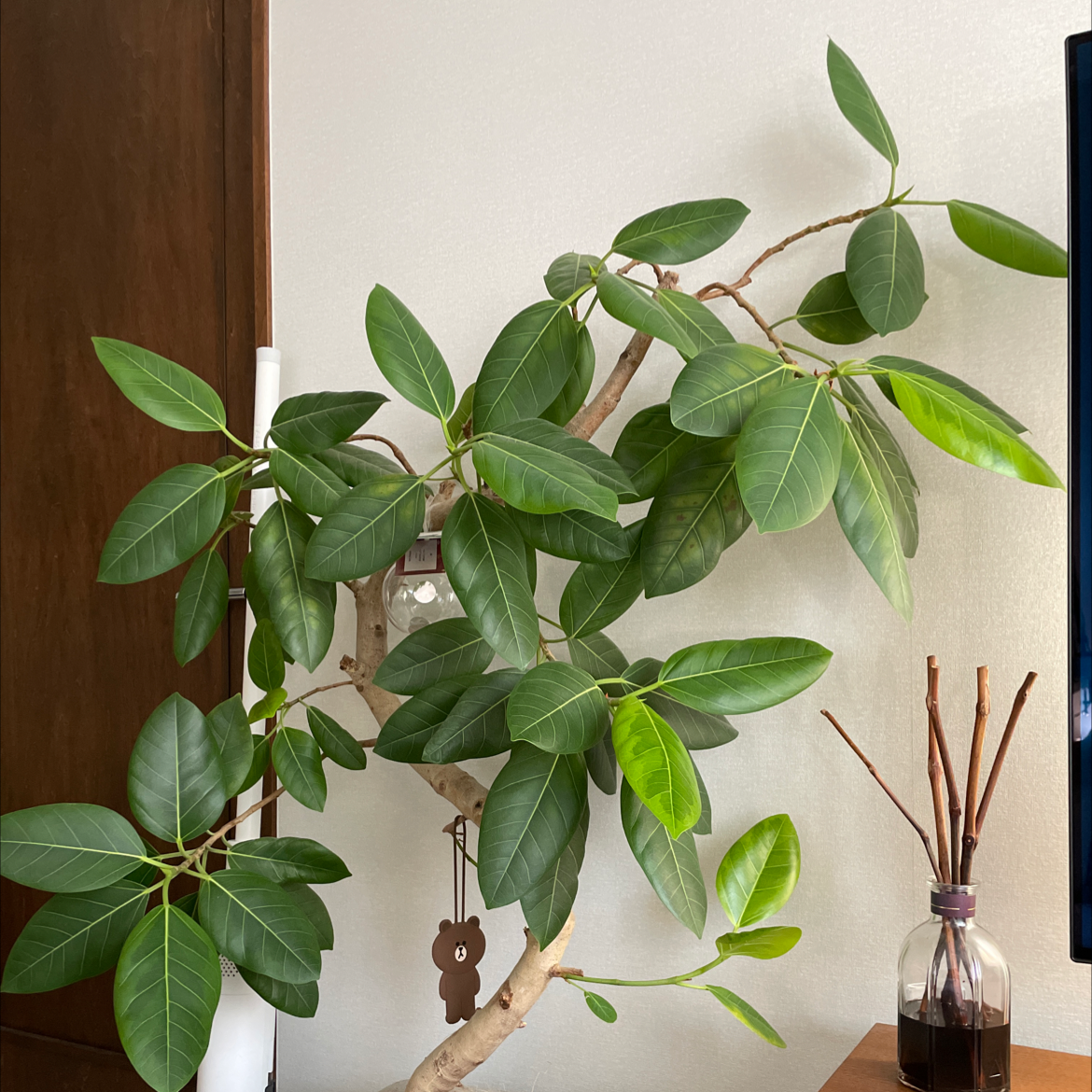 Photo of the plant species Council Tree by @nagiko named Delilah on Greg, the plant care app