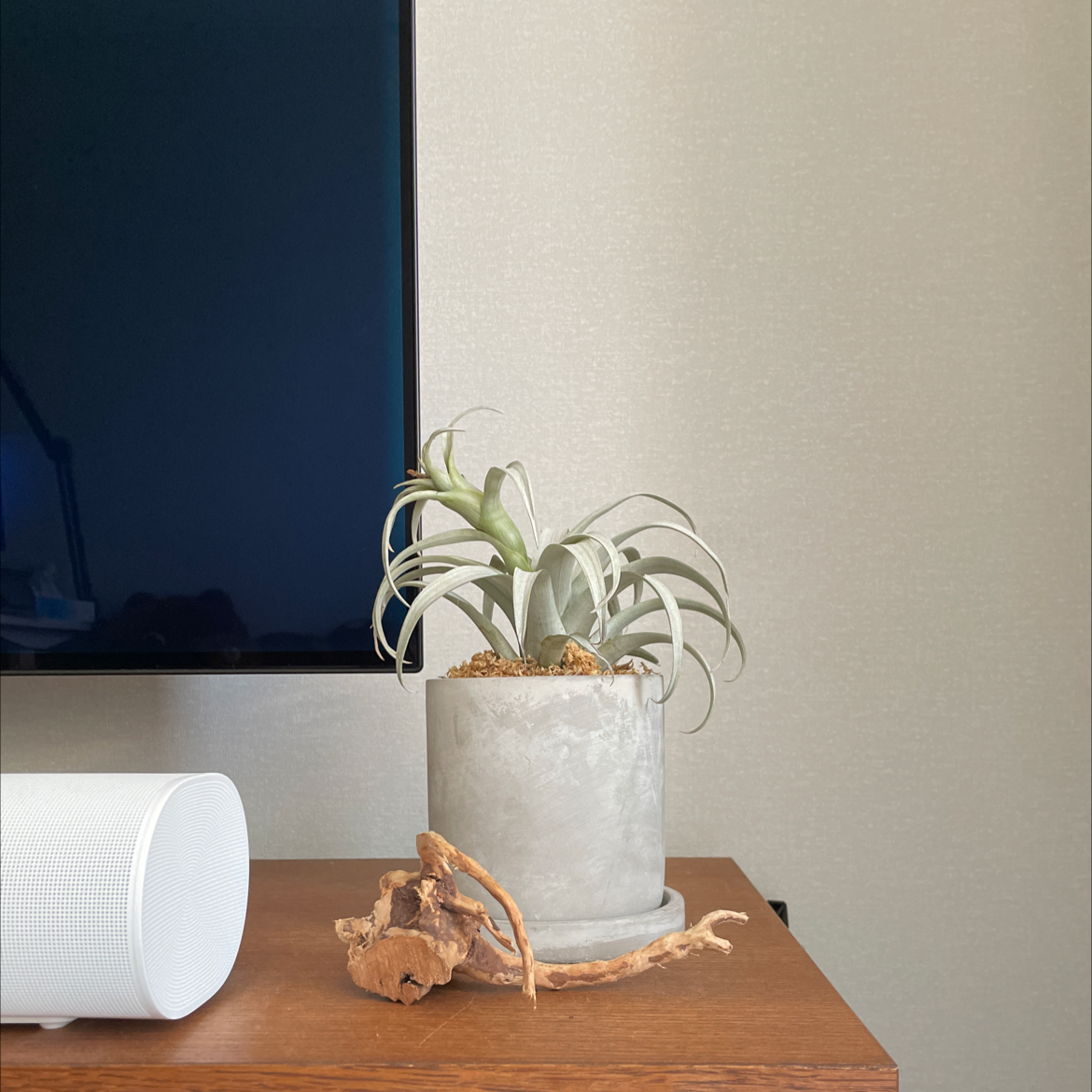 Tillandsia Xerographica plant in a pot on a wooden surface, healthy and well-framed.