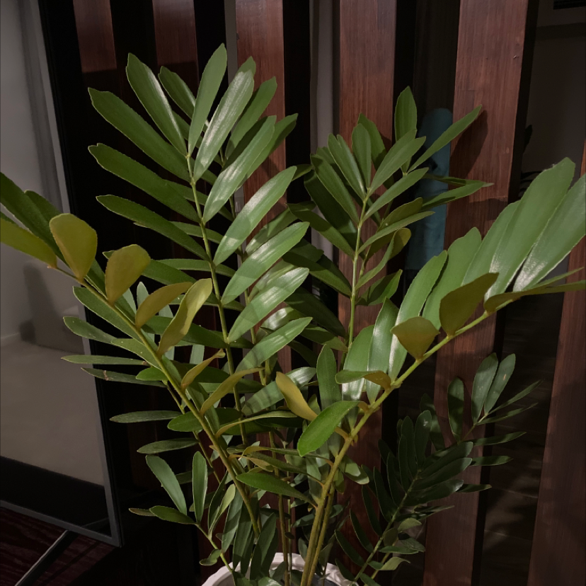 Image of a healthy Cardboard Palm with green leaves.