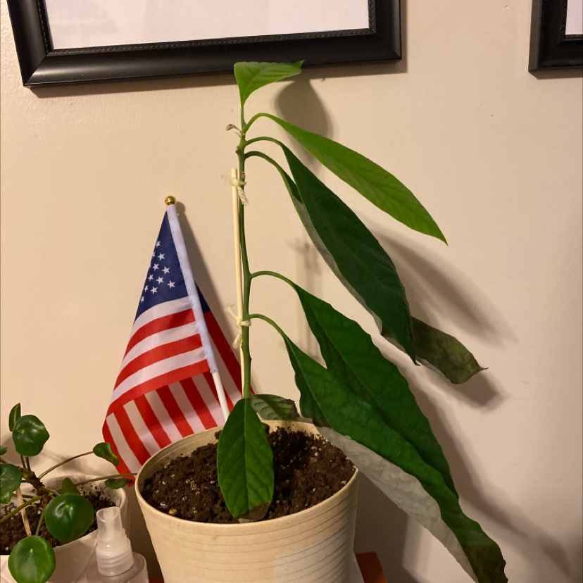 A healthy young avocado plant growing indoors next to an American flag.