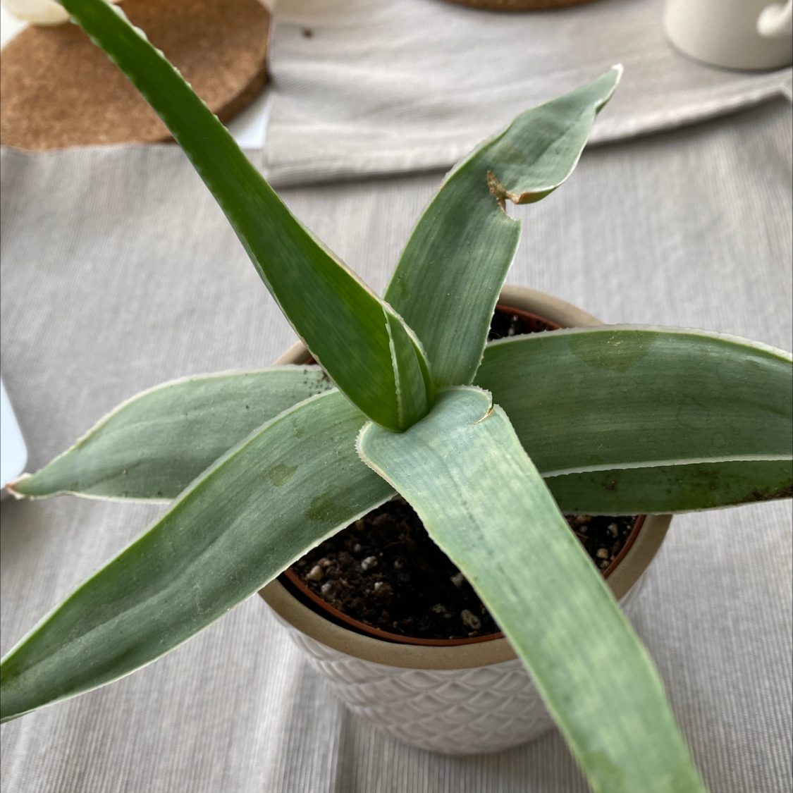 Potted Basket Plant with long green leaves and minor leaf damage.