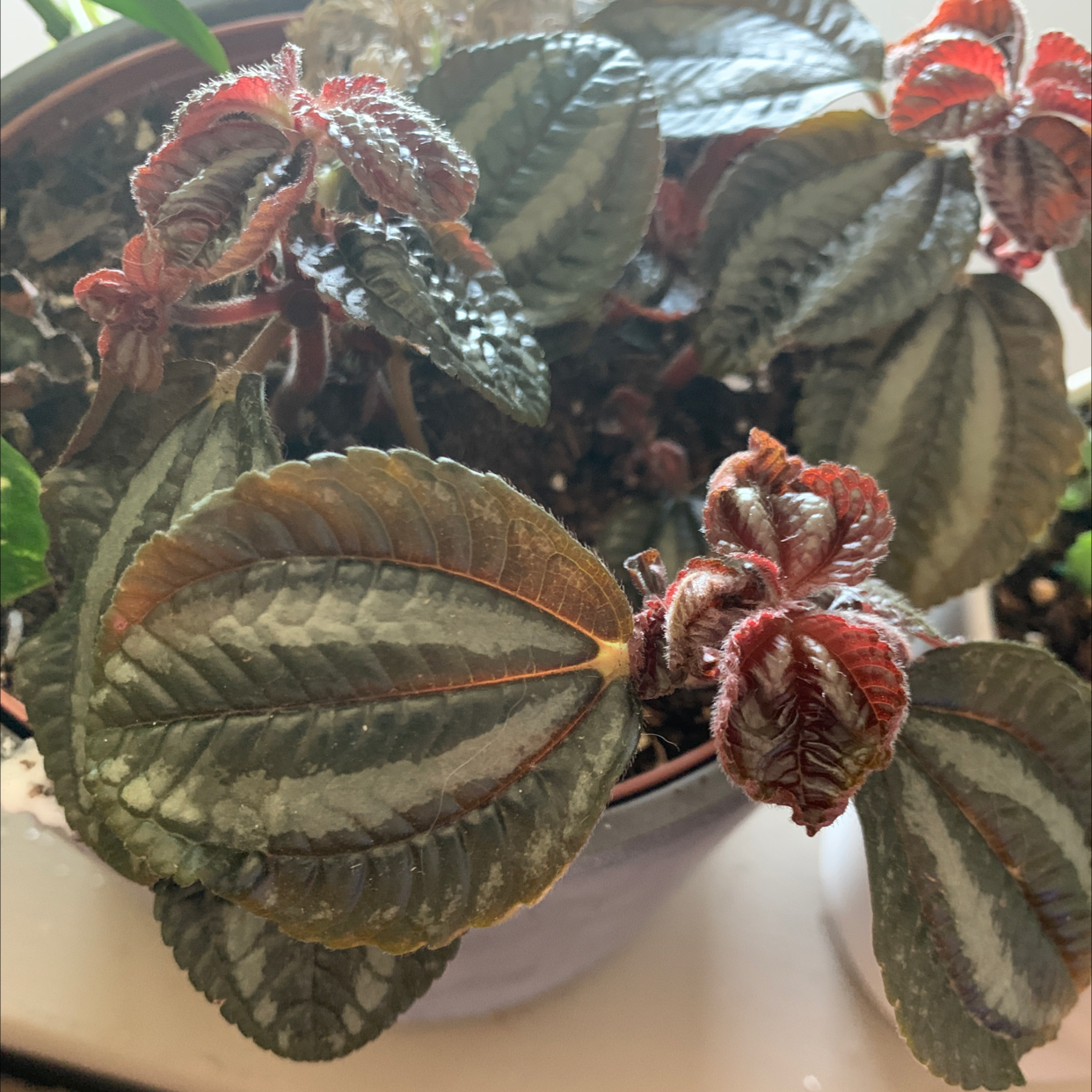 Aluminum Plant with variegated leaves, some browning, in a pot with visible soil.