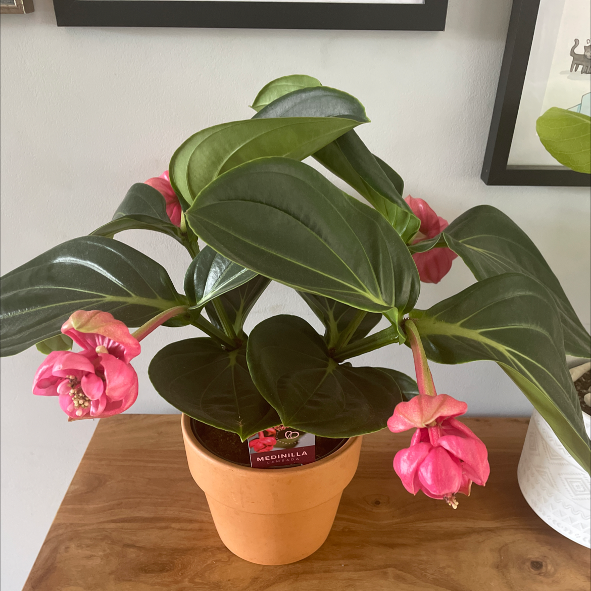 Photo of the plant species Showy Medinilla by @Daniroe named Beaut on Greg, the plant care app