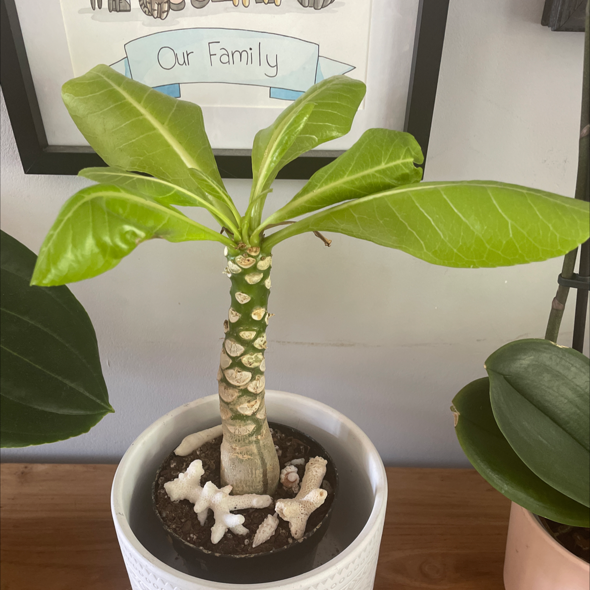 Desert Rose Plant plant photo by @Daniroe named Nob on Greg, the plant care app.