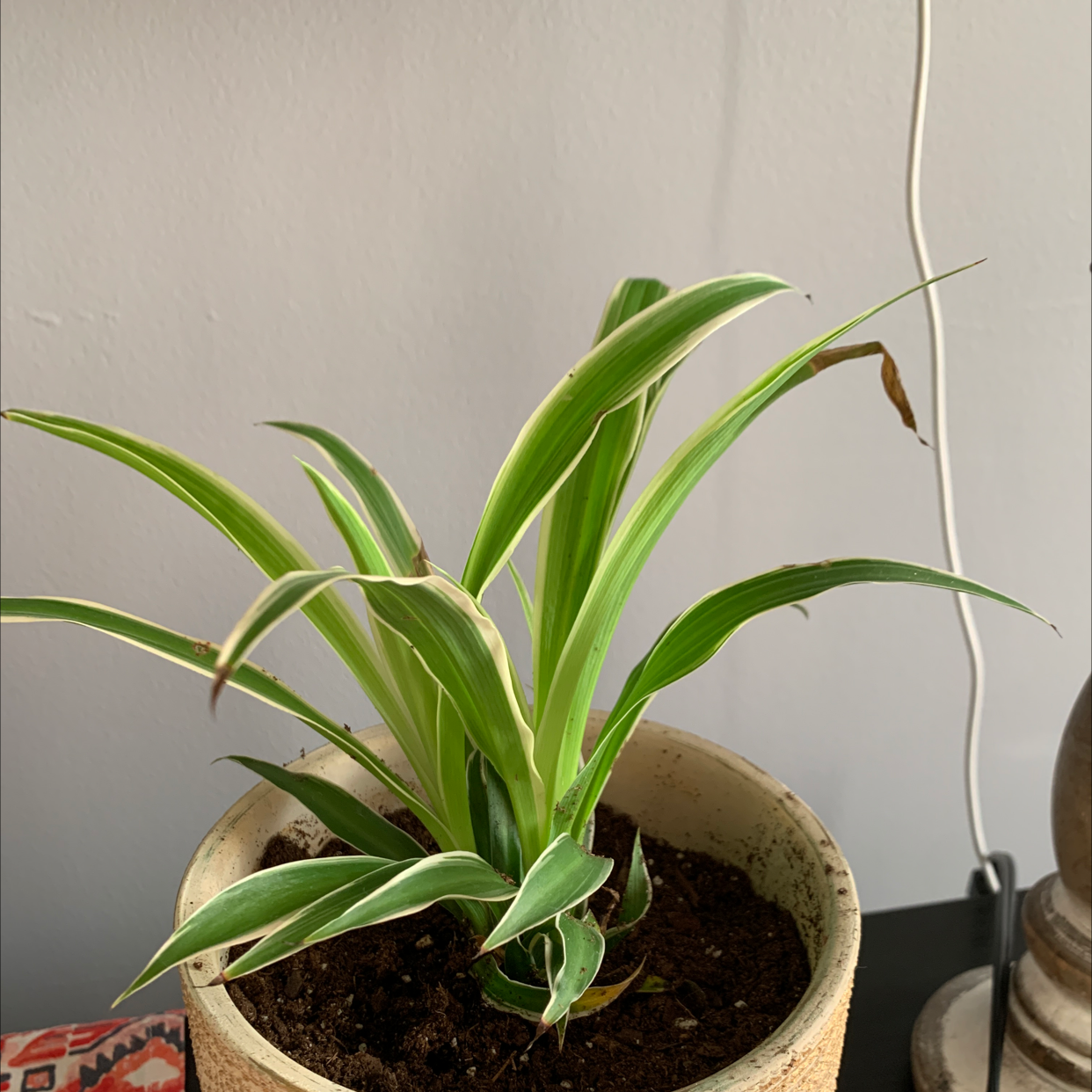 Spider Plant plant photo by @Taranel702 named Keanu Leaves on Greg, the plant care app.