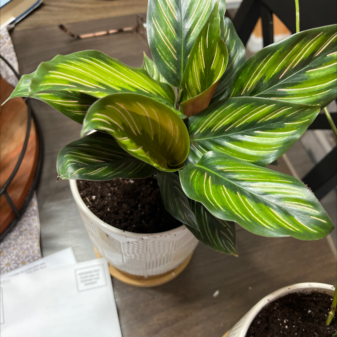 Calathea 'Beauty Star' plant in a pot with vibrant green and yellow striped leaves.