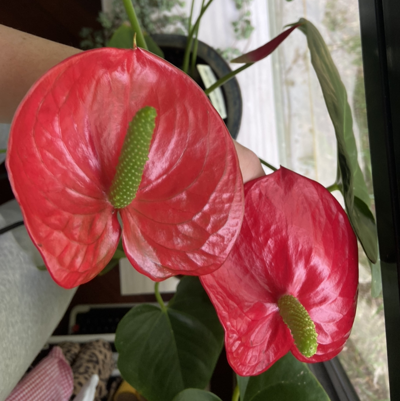 Painter's Palette plant photo by Bella named big beauty on Greg, the plant care app.