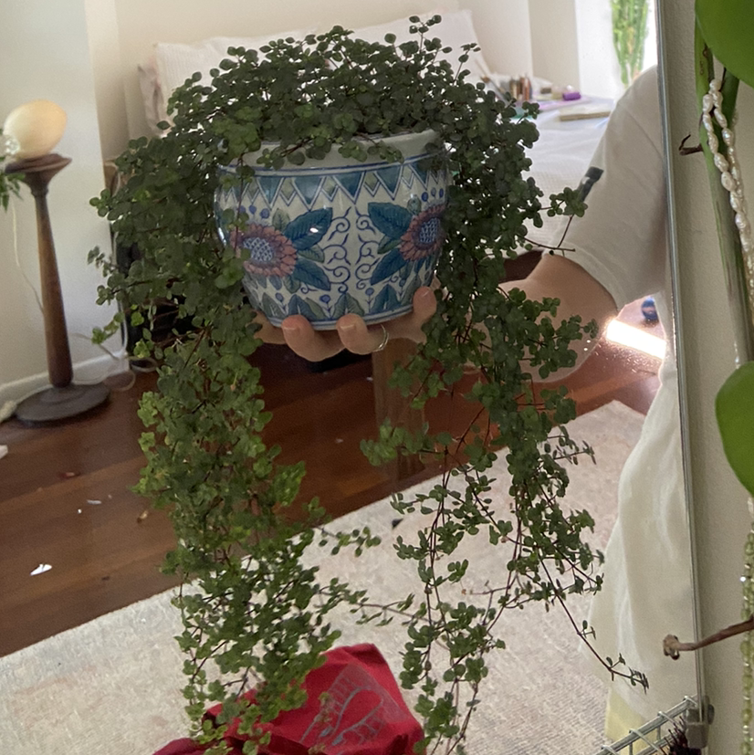 Pilea 'Aquamarine' plant photo by Bella named Gaga on Greg, the plant care app.
