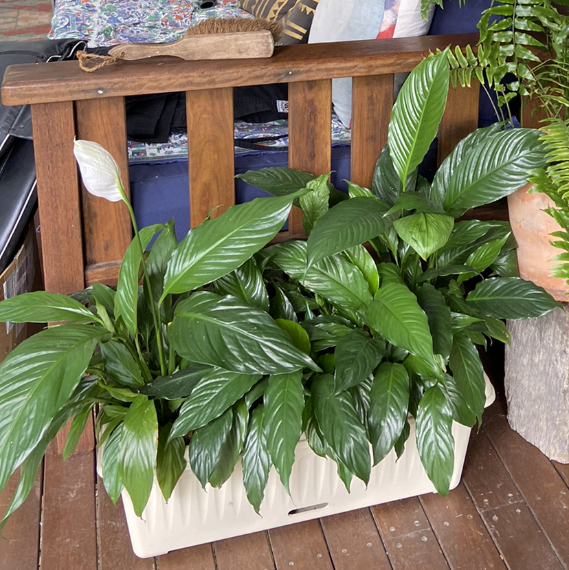 Peace Lily plant photo by Bella named bday baby on Greg, the plant care app.