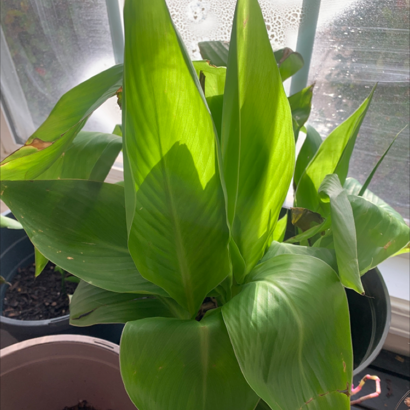Close-up of healthy, vibrant green Canna Lily leaves with glossy sheen and no discoloration or damage.