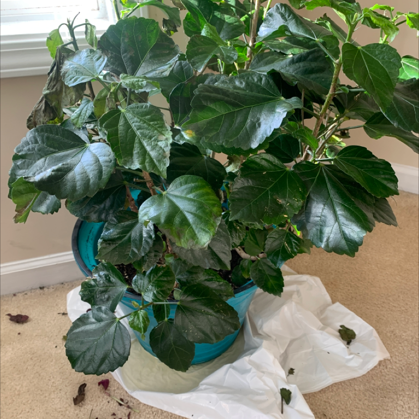 Potted Chinese Hibiscus plant with large green leaves, some showing browning and yellowing.