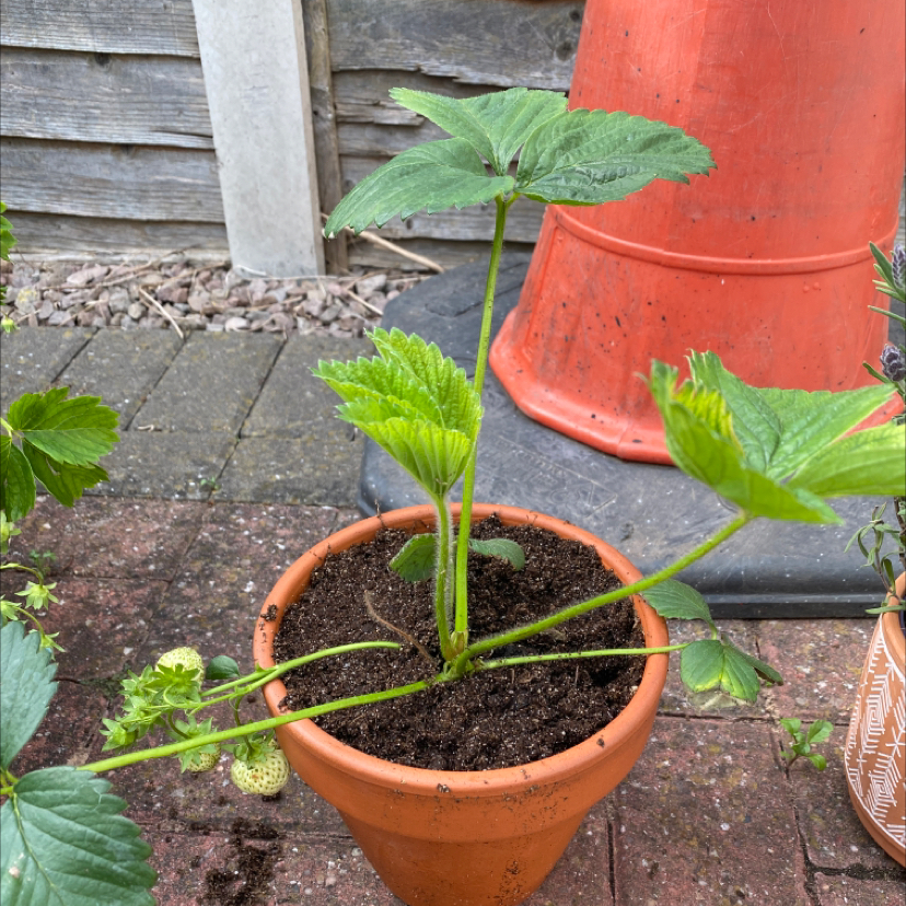 Photo of the plant species Strawberry by @BecJones named Strawberry Shortcake on Greg, the plant care app