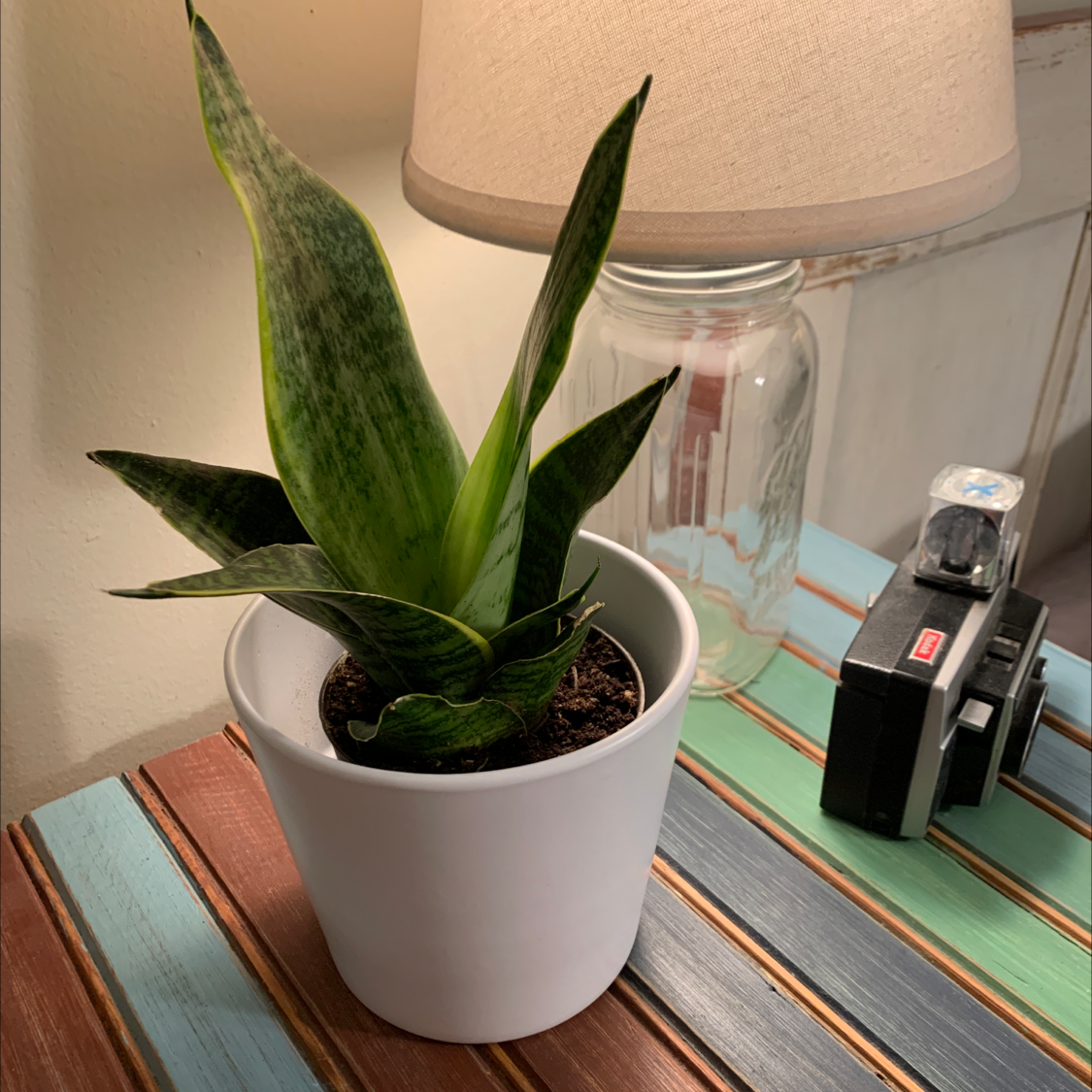 Sansevieria 'Frozen' plant in a white pot on a colorful wooden surface with a lamp and camera in the background.