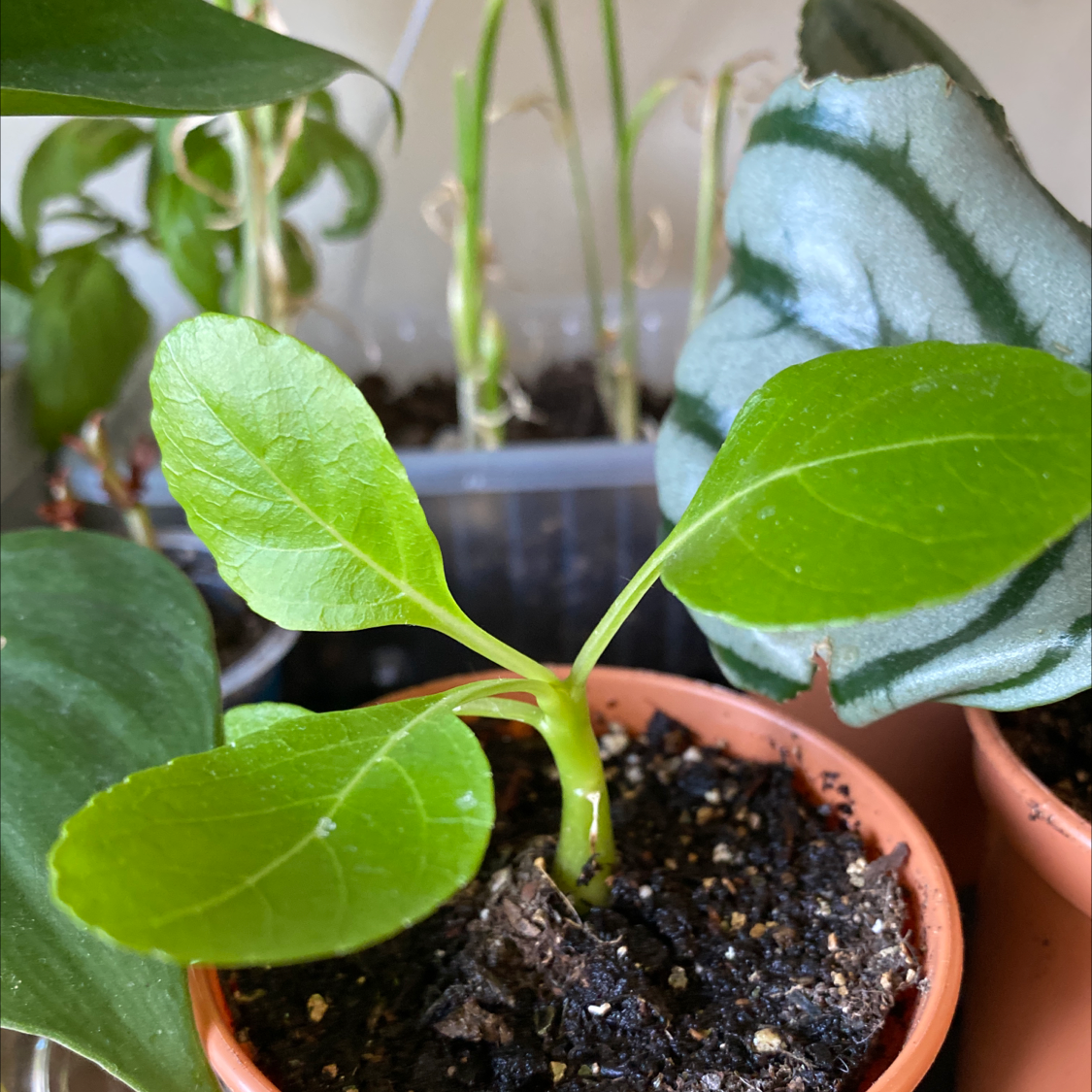 Plant care for European Venus' Looking Glass on Greg, the plant care app