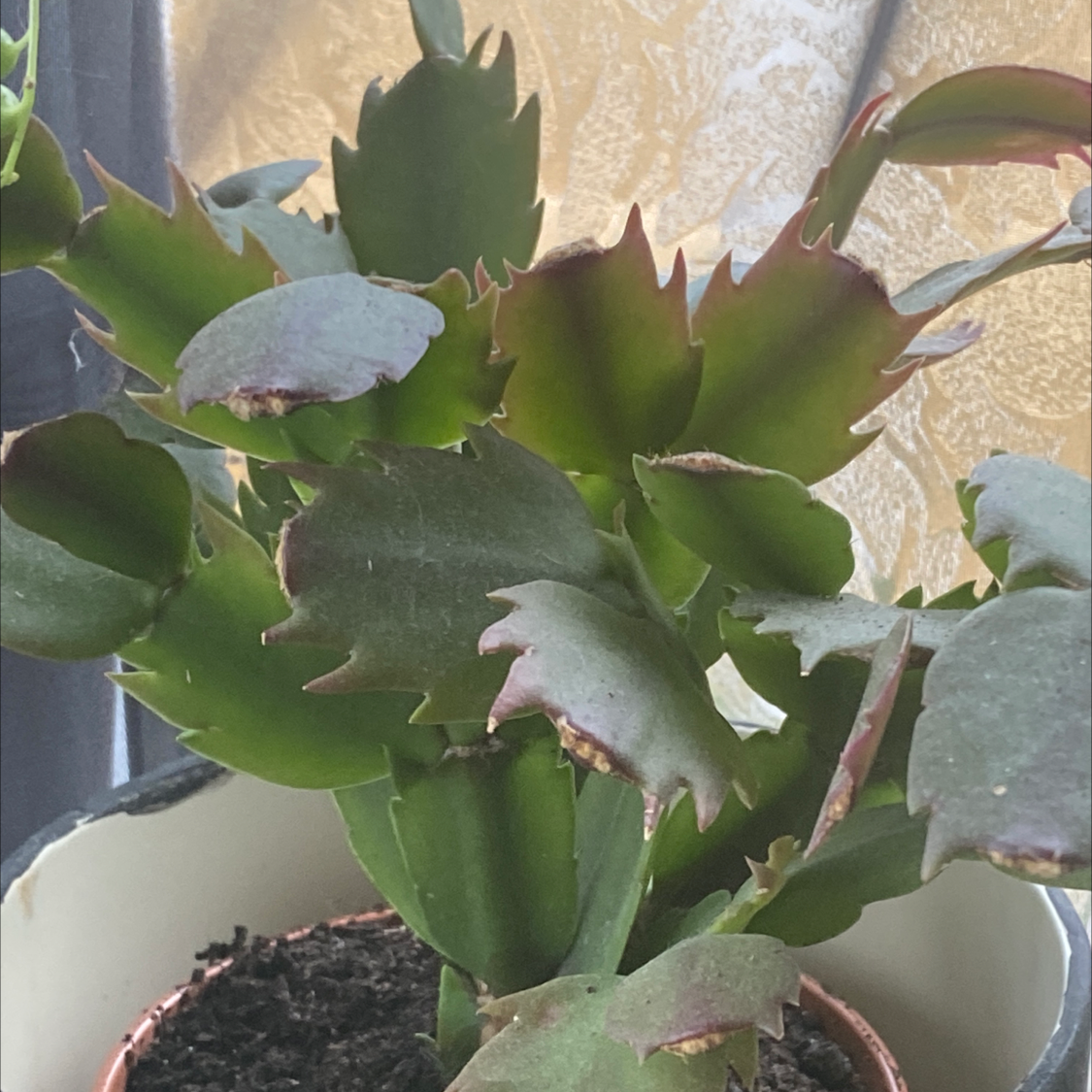 False Christmas Cactus plant photo by @VisYn named Leonardo on Greg, the plant care app.