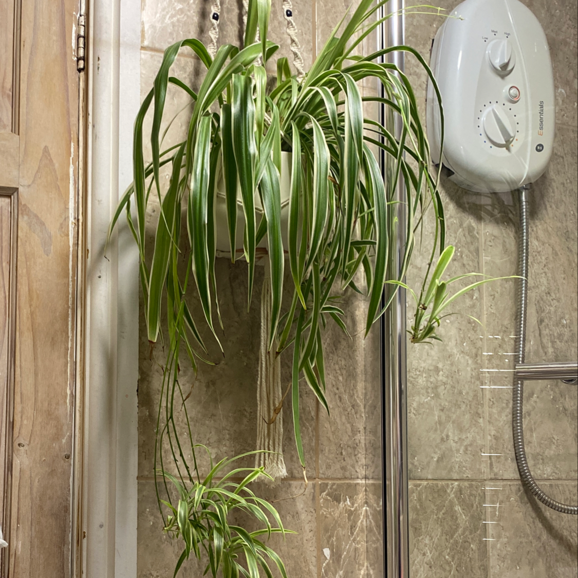 Spider Plant plant photo by @VisYn named Big mama on Greg, the plant care app.