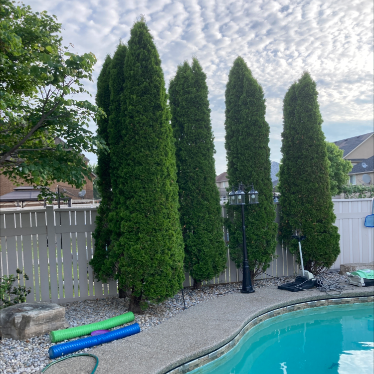Why Are My Emerald Green Arborvitae Leaves Droopy?