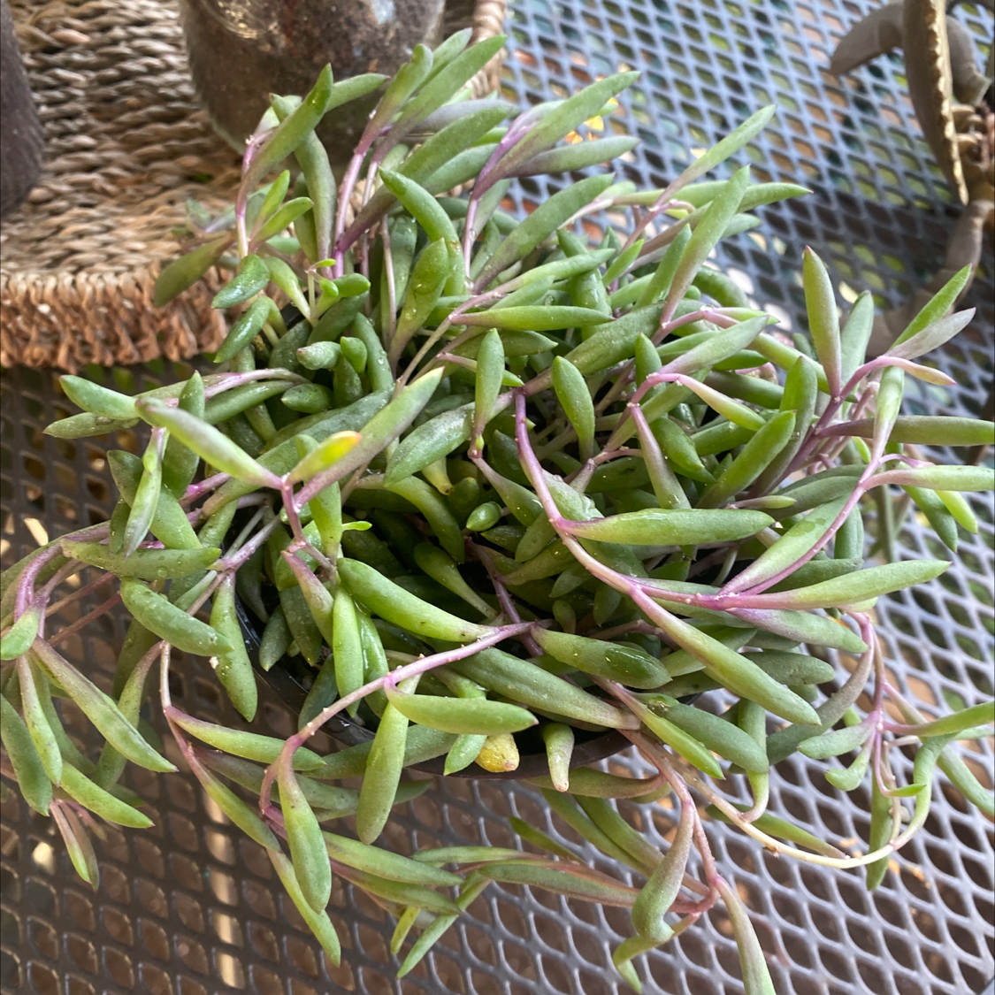 Healthy String of Pickles plant with green leaves and purple stems.
