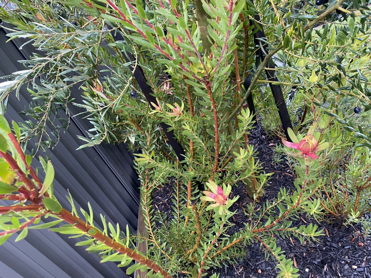 Photo of the plant species Woolly grevillea by Benoy named Your plant on Greg, the plant care app