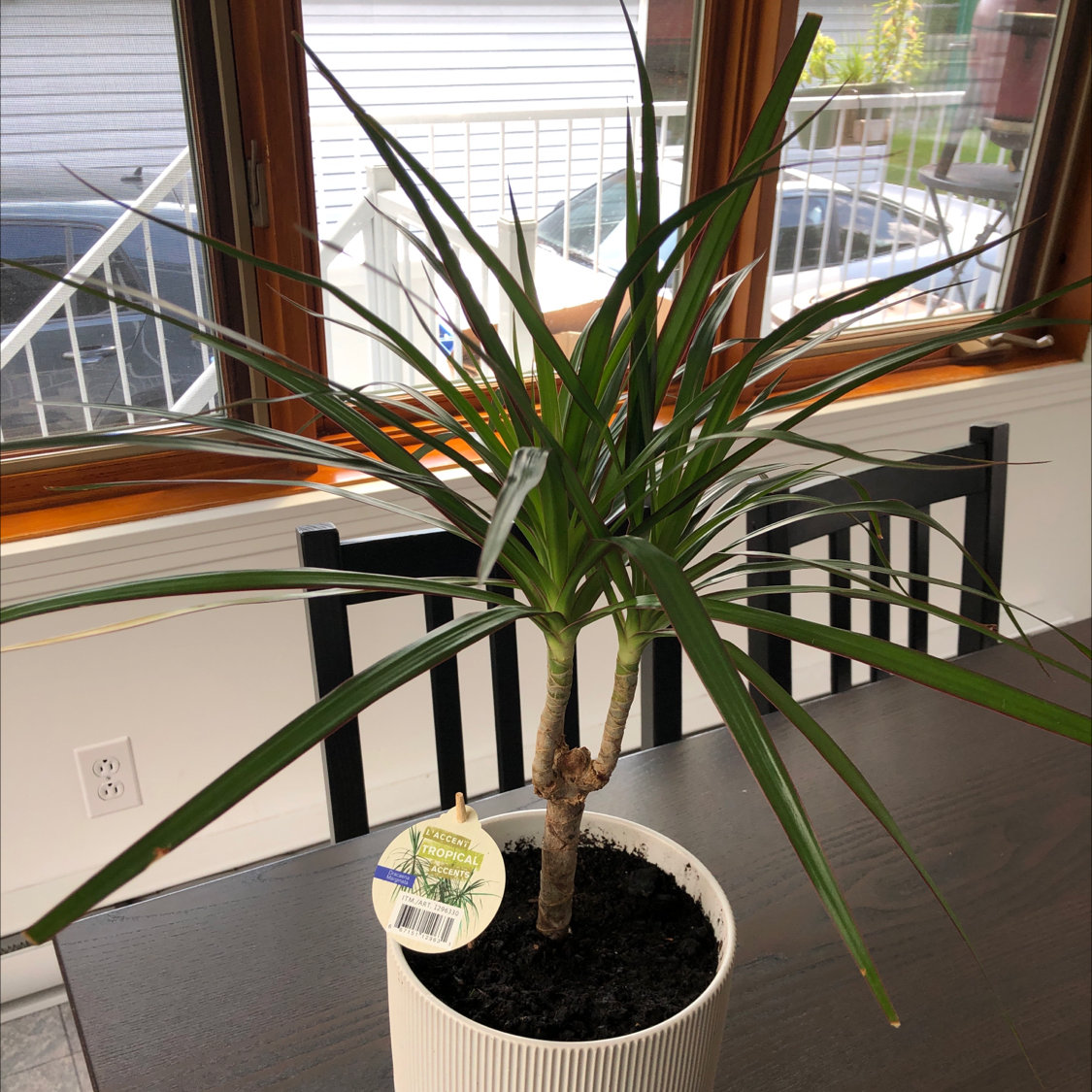 Dracaena 'Ray of Sunshine' plant in a white pot on a table, appears healthy.