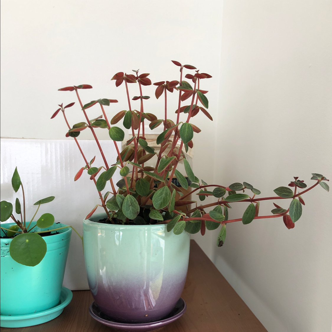 Peperomia Red Log plant in a pot with vibrant red stems and green leaves.