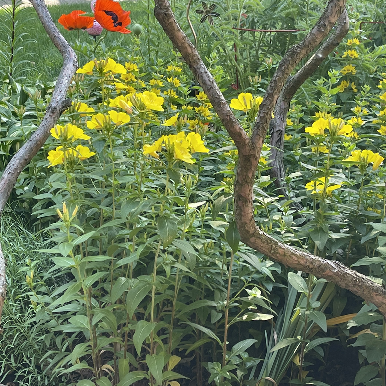 Yellow-flowering Common Evening-Primrose plants surrounded by other vegetation.