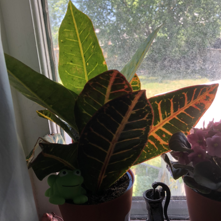 Photo of the plant species Croton 'Magnificent' by Pheonix-rose named Leonardo on Greg, the plant care app