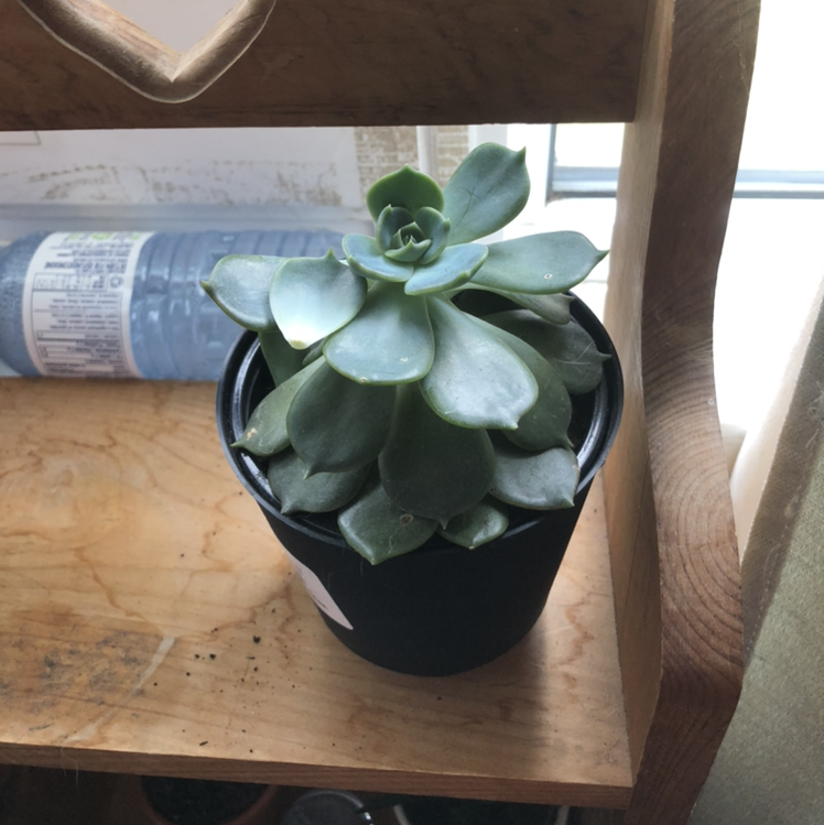 Echeveria 'Blue Rose' plant photo by Pheonix-rose named Demi on Greg, the plant care app.