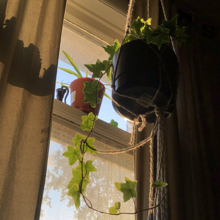 English Ivy plant photo by Pheonix-rose named Ivy on Greg, the plant care app.