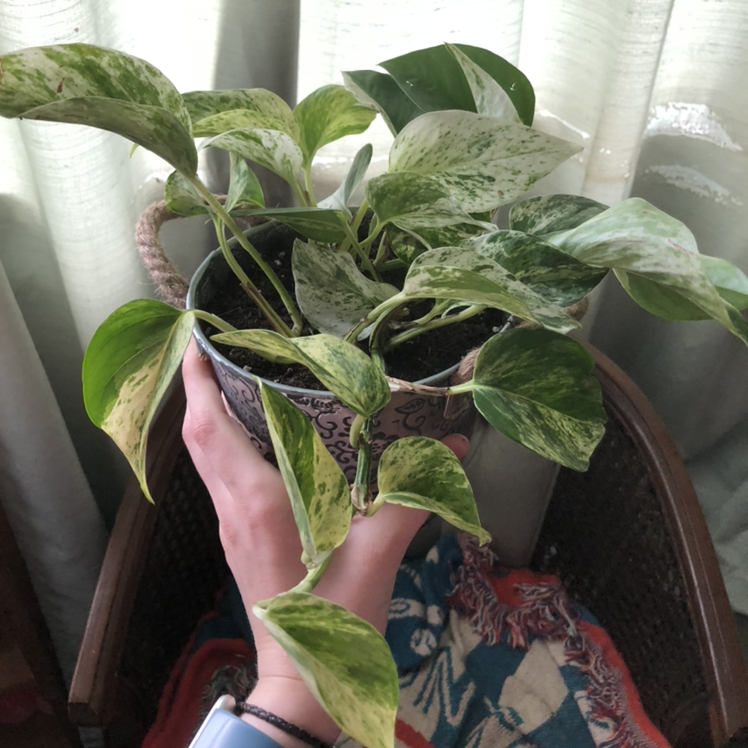 Taro Vine plant photo by Pheonix-rose named Cleopatra on Greg, the plant care app.