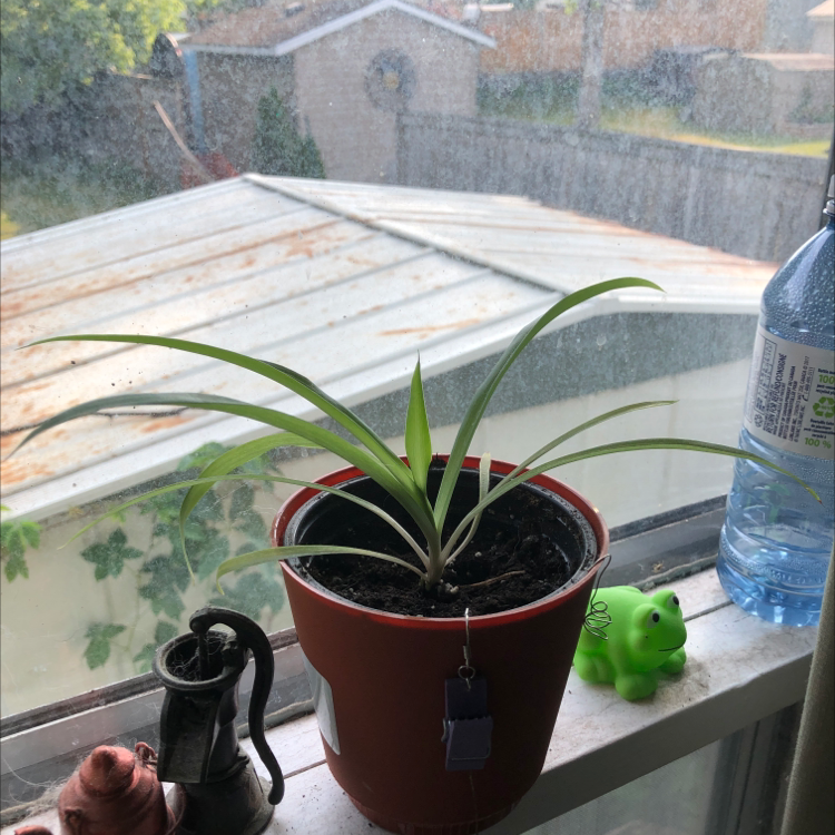 Spider Plant plant photo by Pheonix-rose named da Vinci on Greg, the plant care app.
