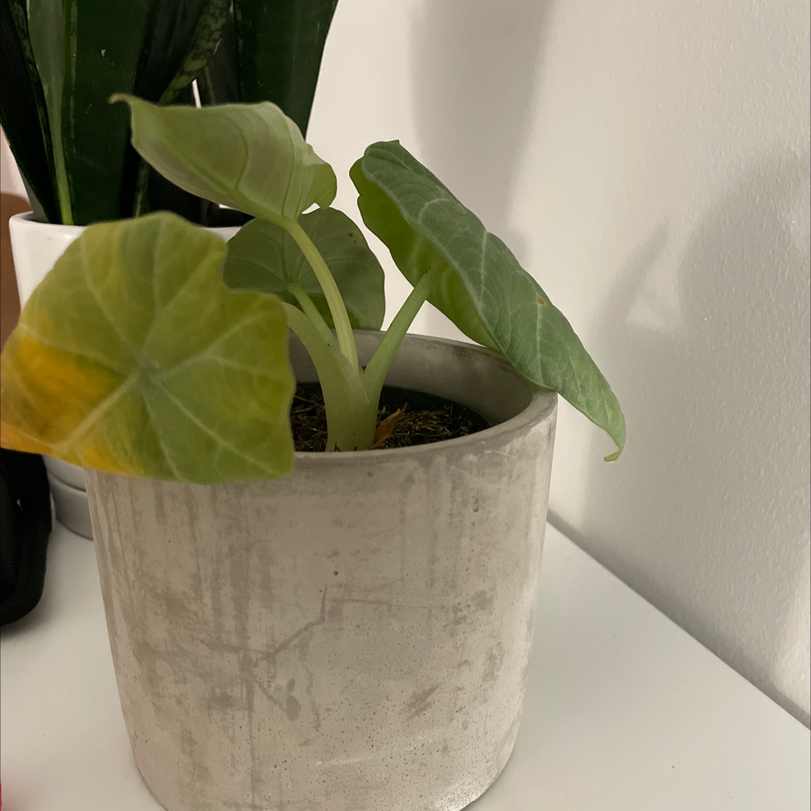 Potted Taro plant with some yellowing leaves, well-framed and centered.