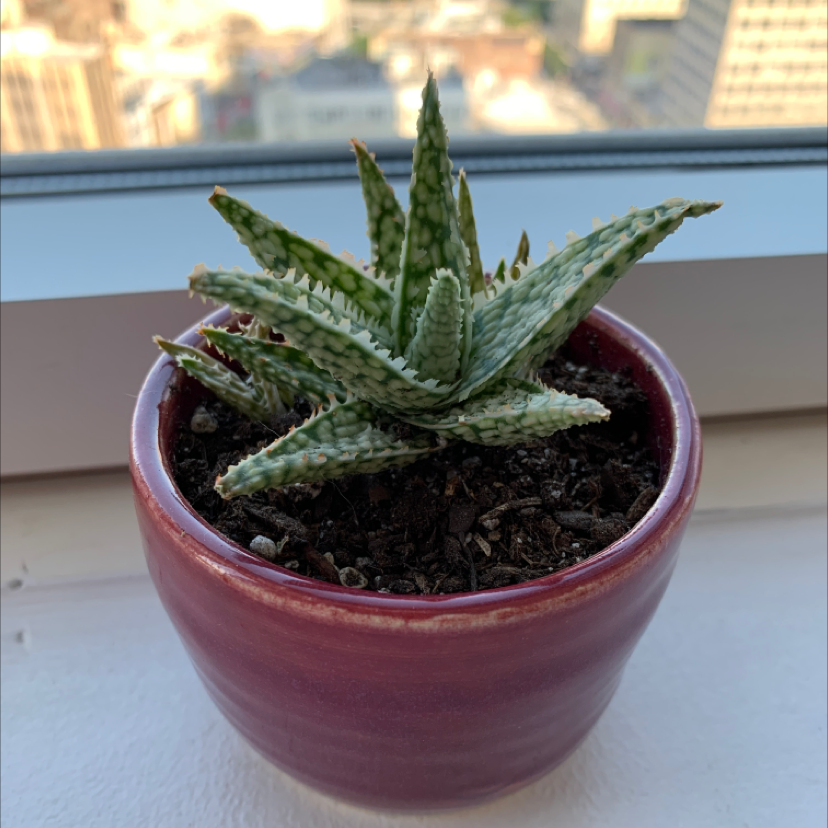 Photo of the plant species Broad-Leaved Aloe by @Mexwhocan named Gertie on Greg, the plant care app