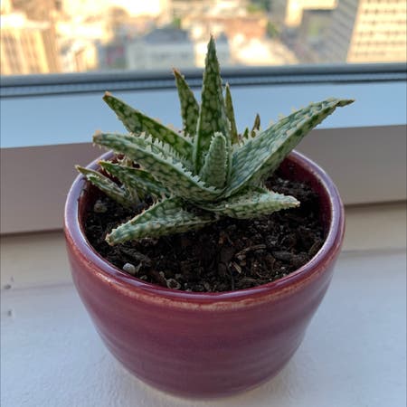 Photo of the plant species Broad-Leaved Aloe by Mexwhocan named Gertie on Greg, the plant care app