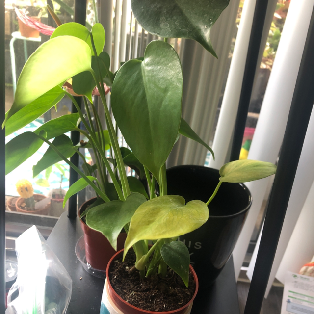 Monstera plant photo by @atrugem_ini named Love on Greg, the plant care app.