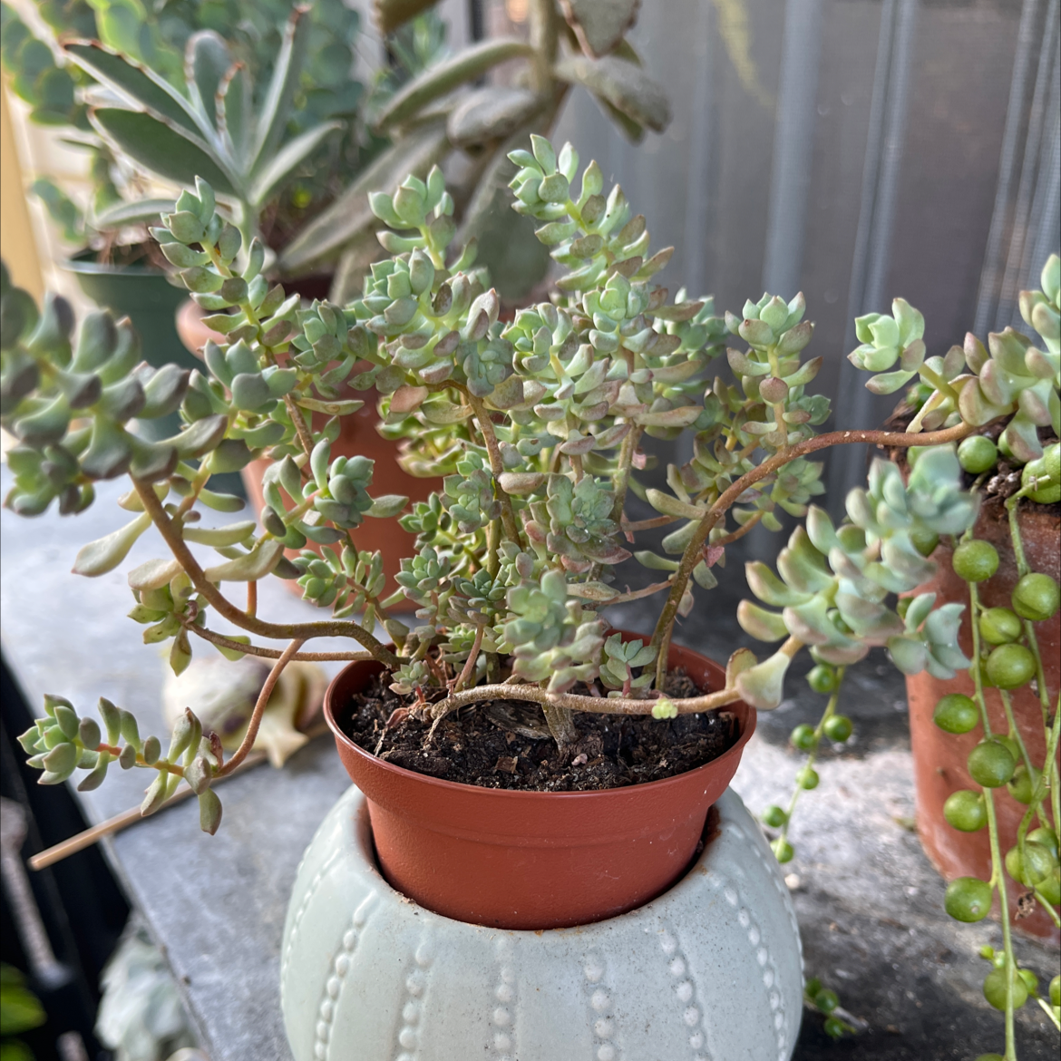 Purdy's Stonecrop succulent plant in a small pot with visible soil, well-framed and in focus.