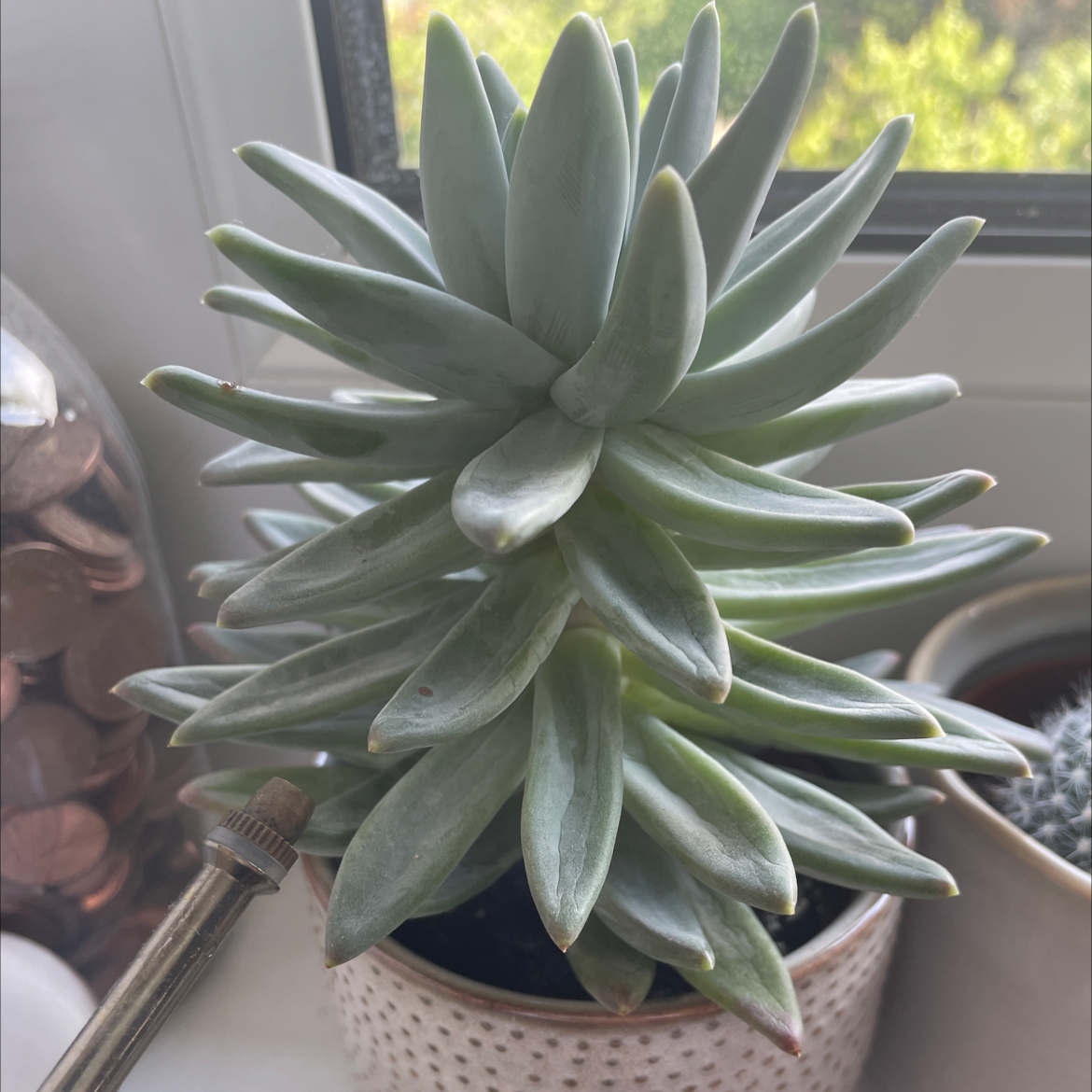 Healthy Pachyveria Little Jewel plant with thick, succulent leaves in a pot.